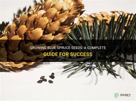 Growing Blue Spruce Seeds A Complete Guide For Success Shuncy