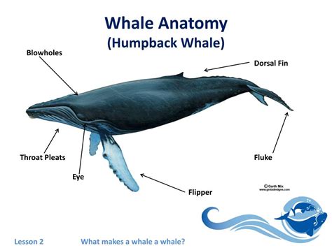 Humpback whales are found worldwide, except for in the very high arctic. PPT - Lesson 2: What Makes A Whale A Whale? PowerPoint ...