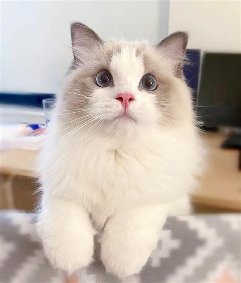 30 Unique Cat Breeds That Stand Out From The Crowd Bored Panda