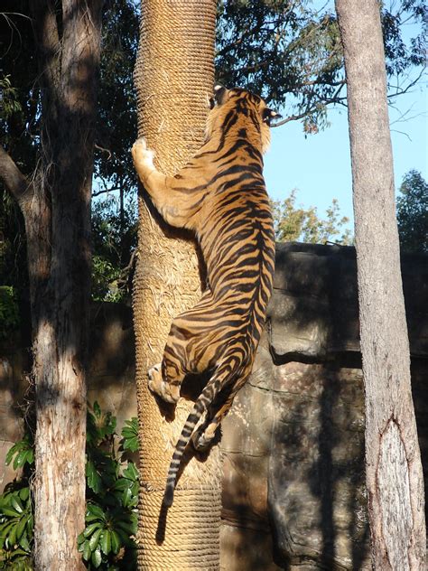 Tiger Climbing Tree Kato Bengal Tiger At Dreamworld On