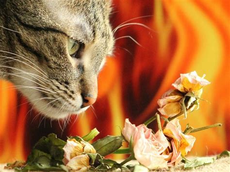 Olores Que No Les Gustan A Los Gatos El Amor Animal