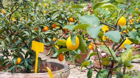 Best Fruit Trees To Grow In Pots Our Top Choices For Containers