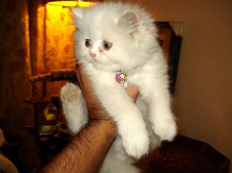 Persian kittens for sale in pakistan. Pure & Fluffy Persian Kittens For Sale - Karachi, Pakistan ...