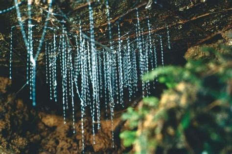 Glow Worm Cave Tour See And Do New Zealand