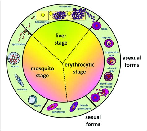 Schematic Diagram Depicting Life Cycles Of Plasmodium Falciparum