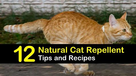 Rated by effectiveness & cost. Keeping Cats Away - 12 Natural Cat Repellent Tips and Recipes