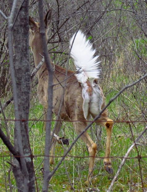 Filewhite Tailed Deer Tail Up Wikimedia Commons