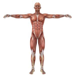 Male human body muscle map. Beginners Guide To Muscle Anatomy for Strength Training ...