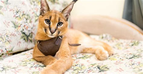 The Worlds Most Expensive Cat Breeds