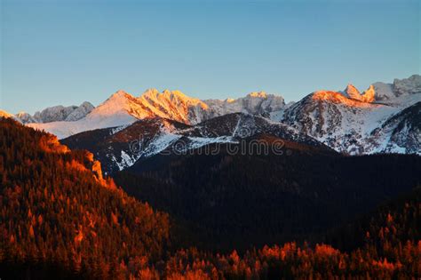 Mountain Snowy Landscape With Pine Trees Stock Image Image Of Tatry