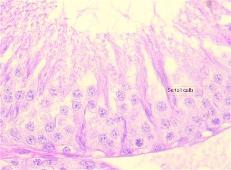 Seminiferous Epithelium Control Mice H And E High Magnification Download Scientific Diagram