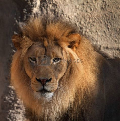 Lions head Royalty Free Stock Image | Stock Photos, Royalty Free Images ...