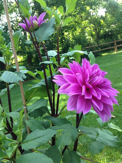 We did not find results for: Blue Boy Dahlias | Dahlia, Dahlia flower, Flowers