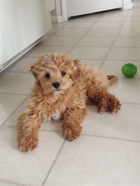 A mix between a golden retriever and a standard poodle, our goldendoodle puppies are laid back and adaptable, perfect for families. miniature goldendoodle | Cutest puppy ever, Goldendoodle ...