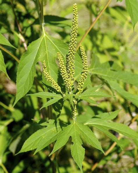 The most widespread ragweeds in the united states are the common ragweed. Pollen season gets worse each year - Business Insider