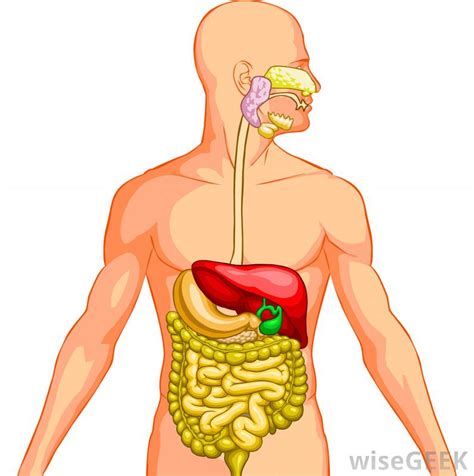 Ini lho gambar anatomi tubuh manusia terlengkap ! Sistem Pencernaan Pada Manusia dan Ruminansia - Amplop ...