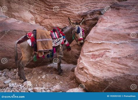 Lovely Bedouin Donkey Resting On The Red Stone Cliff In Petra Stock