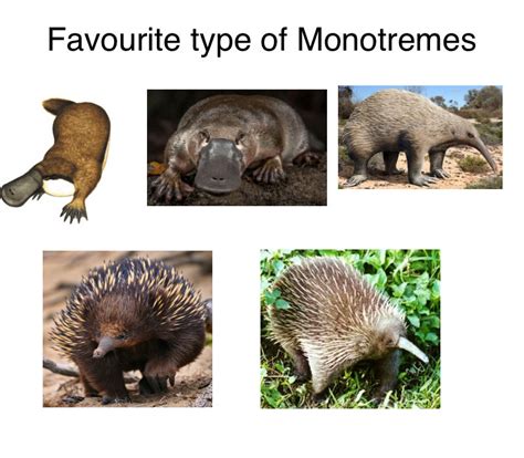 Favourite Type Of Monotremes By Chuppybear On Deviantart