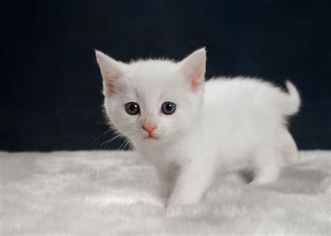 Which White Kittens Are Best To Keep As Pets Pure White Kittens かわいい