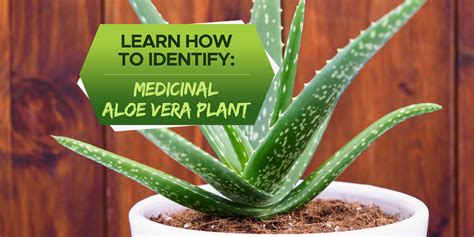 How To Identify Medicinal Aloe Vera Plant Grow Your Yard