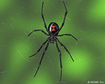 The symptoms following the bite of a black widow spider are similar to the pain inflicted to a person by a pin, though severe pain is soon evidenced. spider bite symptoms australia | Free Inspired