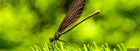 Pretty Dragonfly Animals Photo Facebook Cover