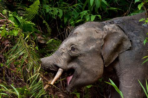 Elephant In Borneo Pygmy