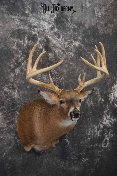 Whitetail Deer Taxidermy Mount For Sale Sku 1317 All Taxidermy