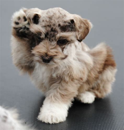 We are dedicated to breeding good quality miniature toy schnauzers, we breed for quality not quantity. Merle Schnauzer Puppies Colorado | Miniature Schnauzer Puppies | "Schnauzer Love" | Pinterest ...