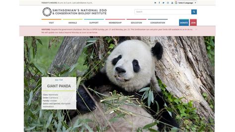 Panda Cam Continues To Stream Despite Shutdown The Sacramento Bee