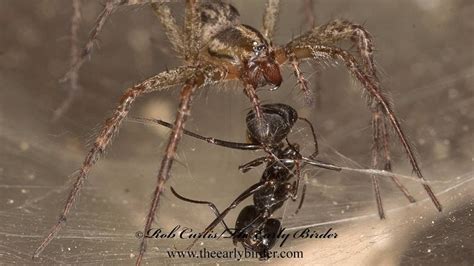 Funnel Web Spider Agelenopsis Sp With Ant Youtube