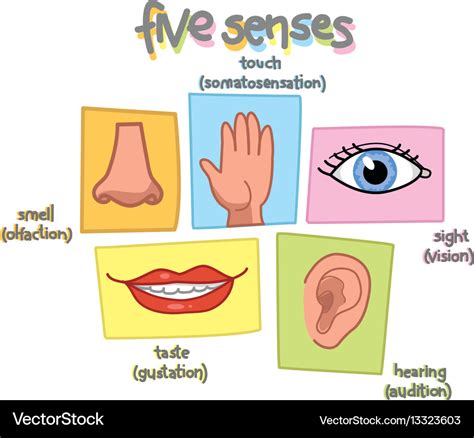 Five Senses Royalty Free Vector Image Vectorstock