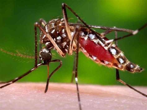 Cuidado Con El Dengue GalerÍa Del Mosquito Del Dengue