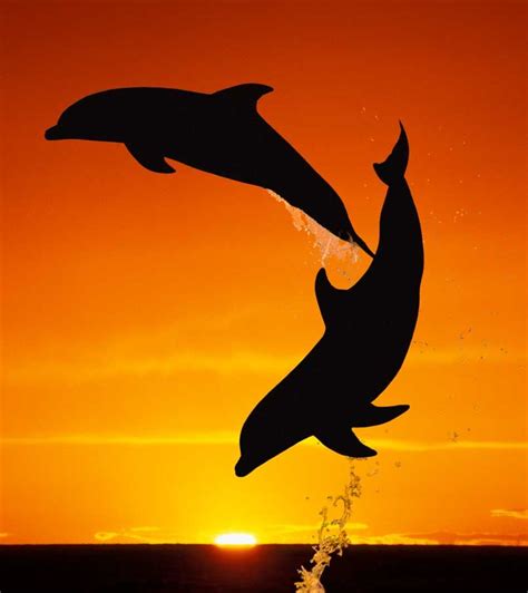 Dolphins Leap At Sunset In The Bahamas Hungeree Animals Dolphins