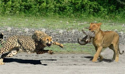 Incredible Battle For Survival Wild Animals Fighting Lion Vs Leopard
