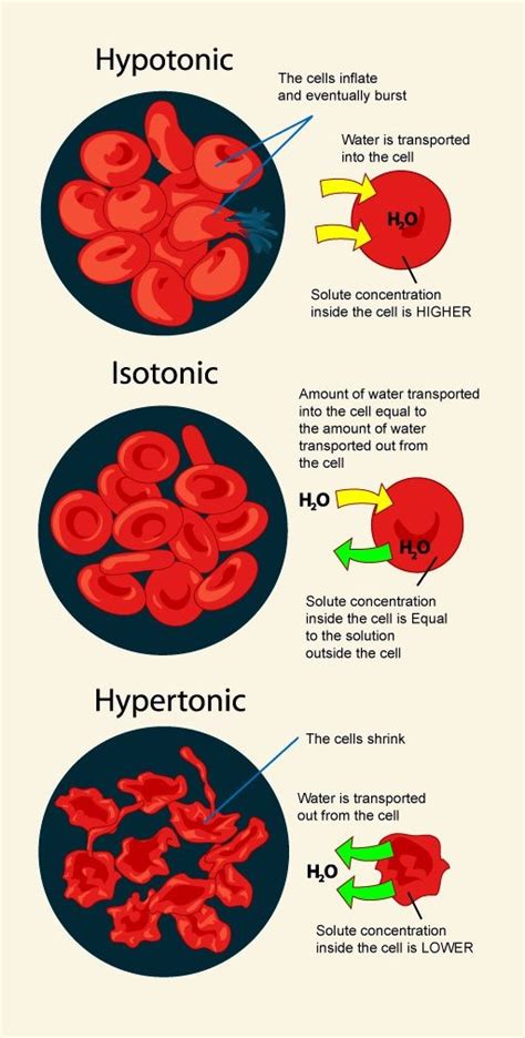 Hypotonic Isotonic Hypertonic Solution Effect On Cells Infographic