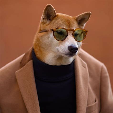 Mensweardog The Most Stylish Dog In The World Artofit