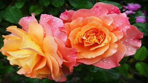 Beautiful Roses Most Beautiful And Rare Roses In The World 4k Youtube