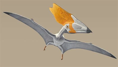 Pterosaur First Fliers Business Insider
