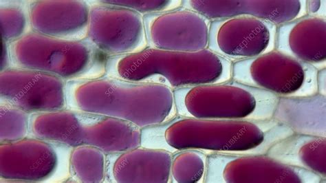 Reversal Of Plant Cell Plasmolysis Lm Stock Video Clip K009 4010 Science Photo Library