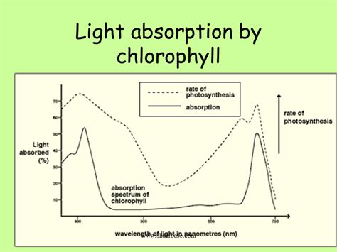 Absorption Of Light By Chlorophyll Presentation Plants Animals And