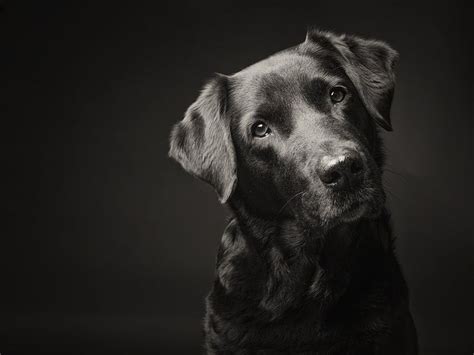 The Secrets To Taking Awesome Dog Portraits