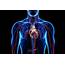 Circulatory System Pulmonary And Systemic Circuits