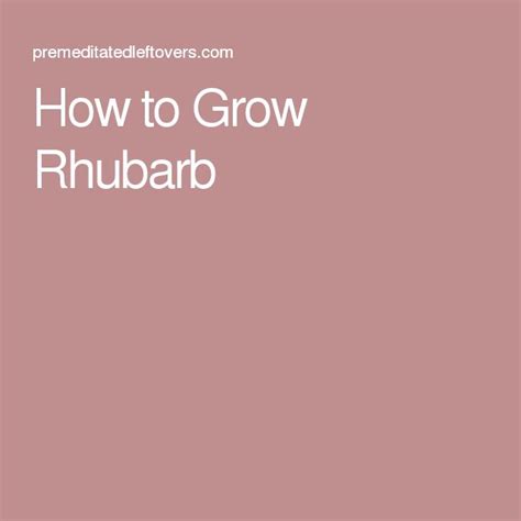 how to grow rhubarb growing rhubarb rhubarb rhubarb plants