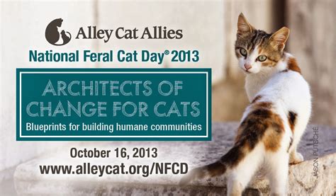 Animal Shelters Number One Cause Of Death In Feral Cats National