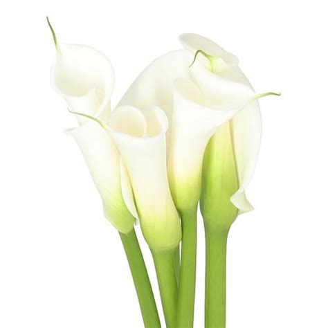 Calla Lily Avalanche 90cm Wholesale Dutch Flowers Florist Supplies UK