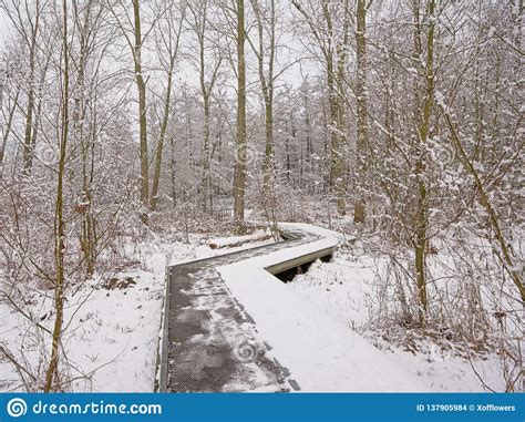 Wood Walkway In The Winter Forest With Trees And Shrubs Covered In Snow