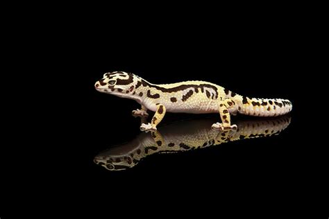 Common Leopard Gecko With Reflection On A Black Background Photograph