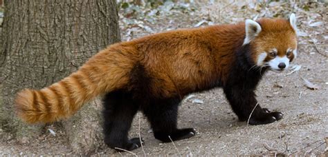 If you are looking for firefox animal you've come to the right place. L'animal de Firefox n'est pas un renard