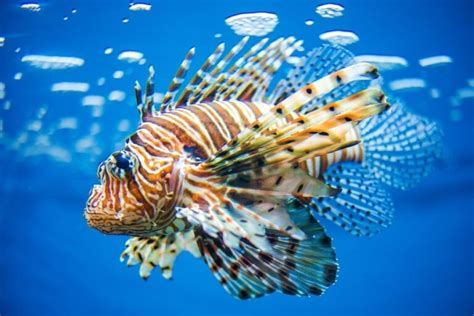 The Lionfish Species Profile Characteristics And Care Guide